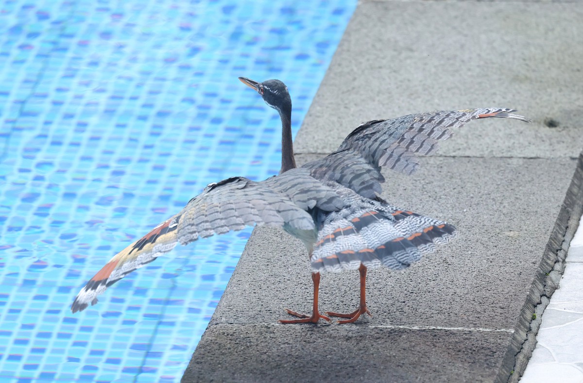 Sunbittern - ML646002860