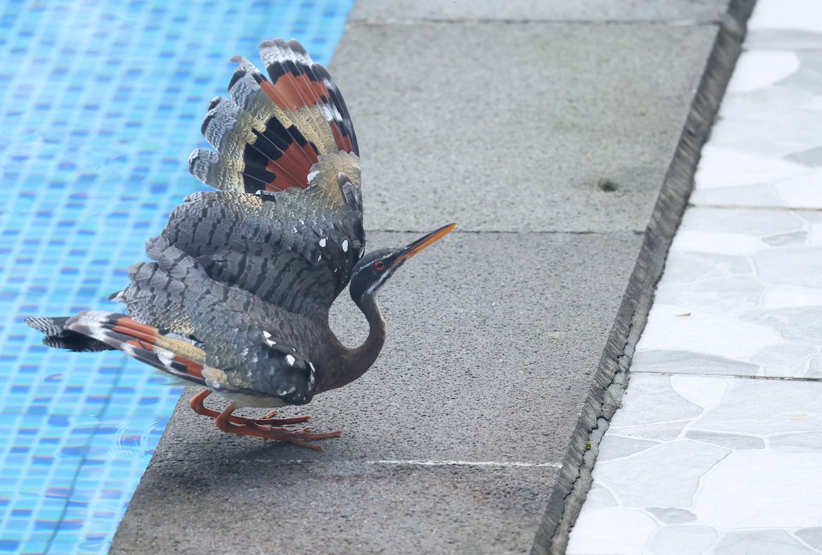 Sunbittern - ML646002861