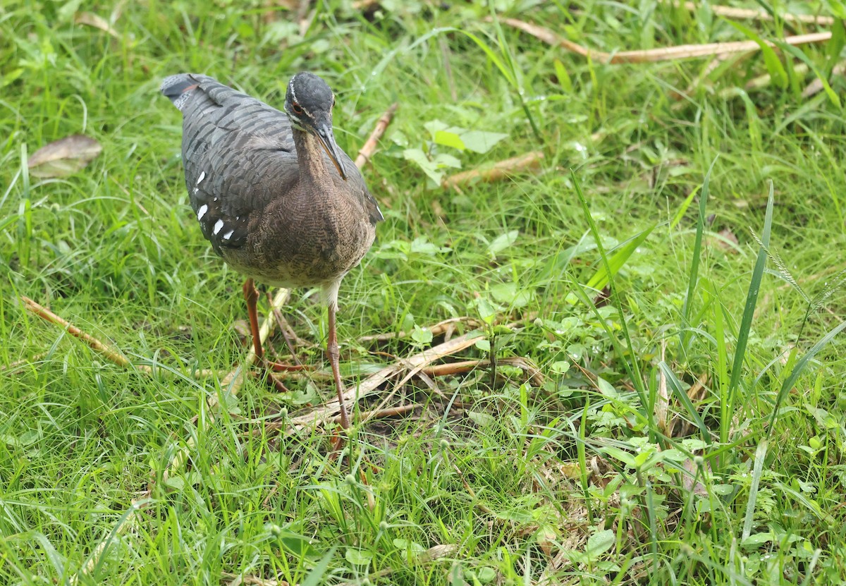 Sunbittern - ML646002862