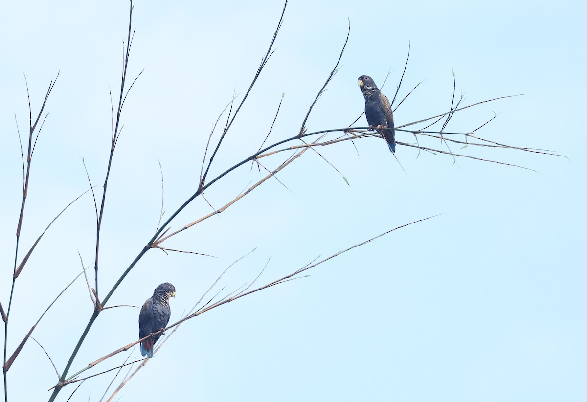 Bronze-winged Parrot - ML646002863