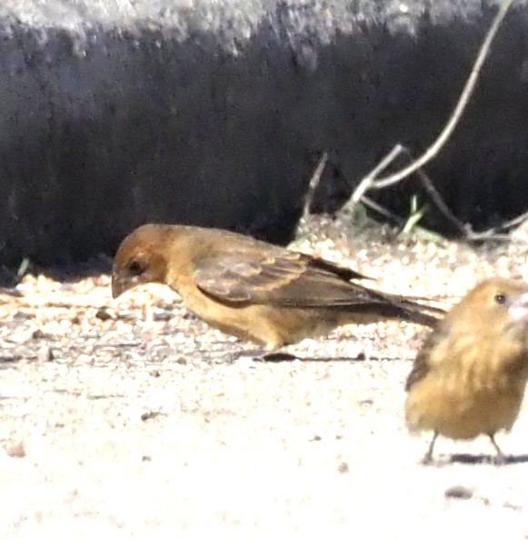 Blue Grosbeak - ML646002865