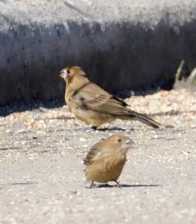 Blue Grosbeak - ML646002866