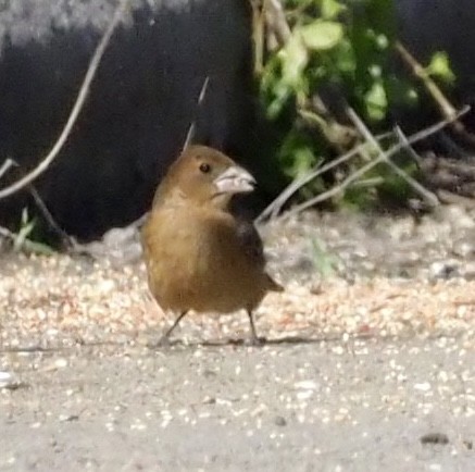 Blue Grosbeak - ML646002867