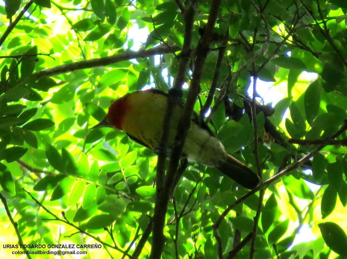 Yaldızlı Barbet - ML646002868