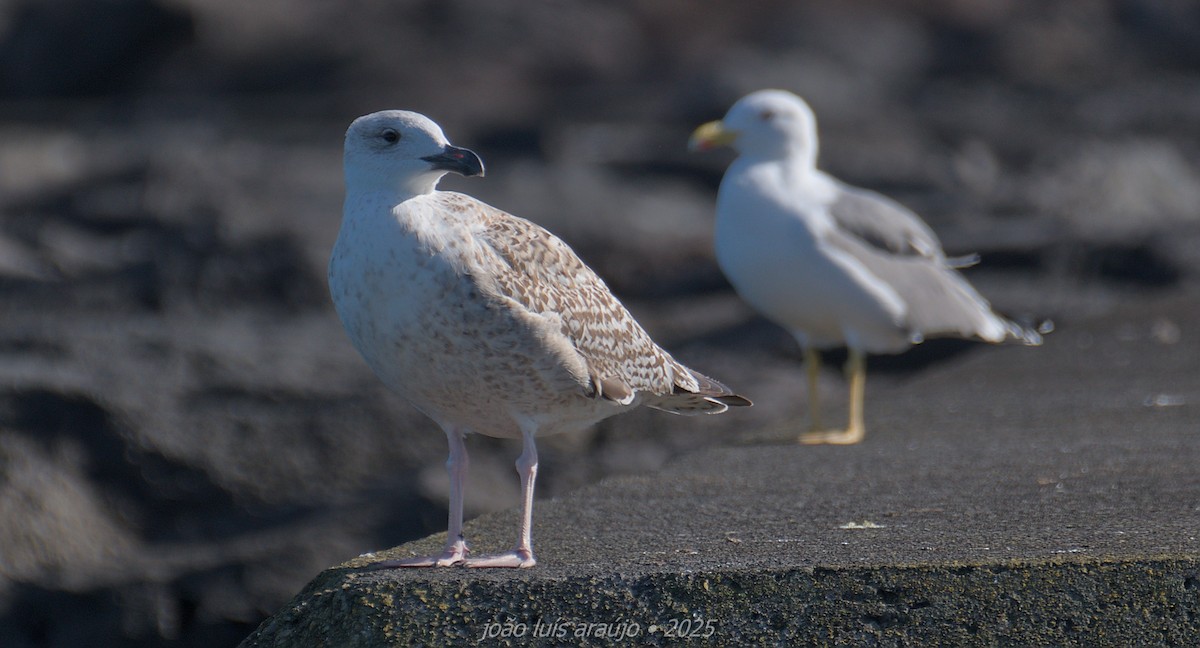Great Black-backed Gull - ML646002877