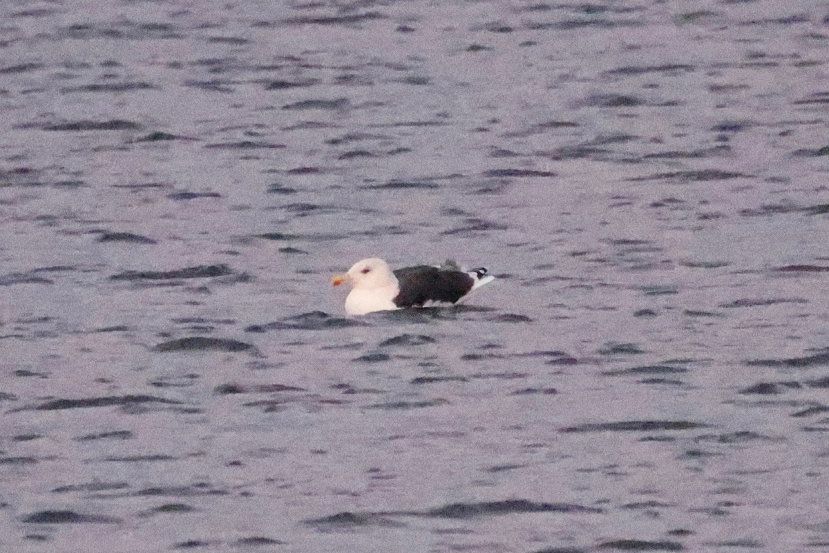 Great Black-backed Gull - ML646002884