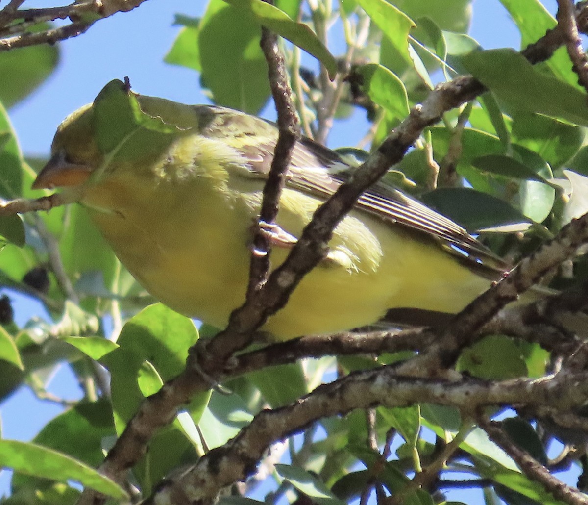 Western Tanager - ML646002889