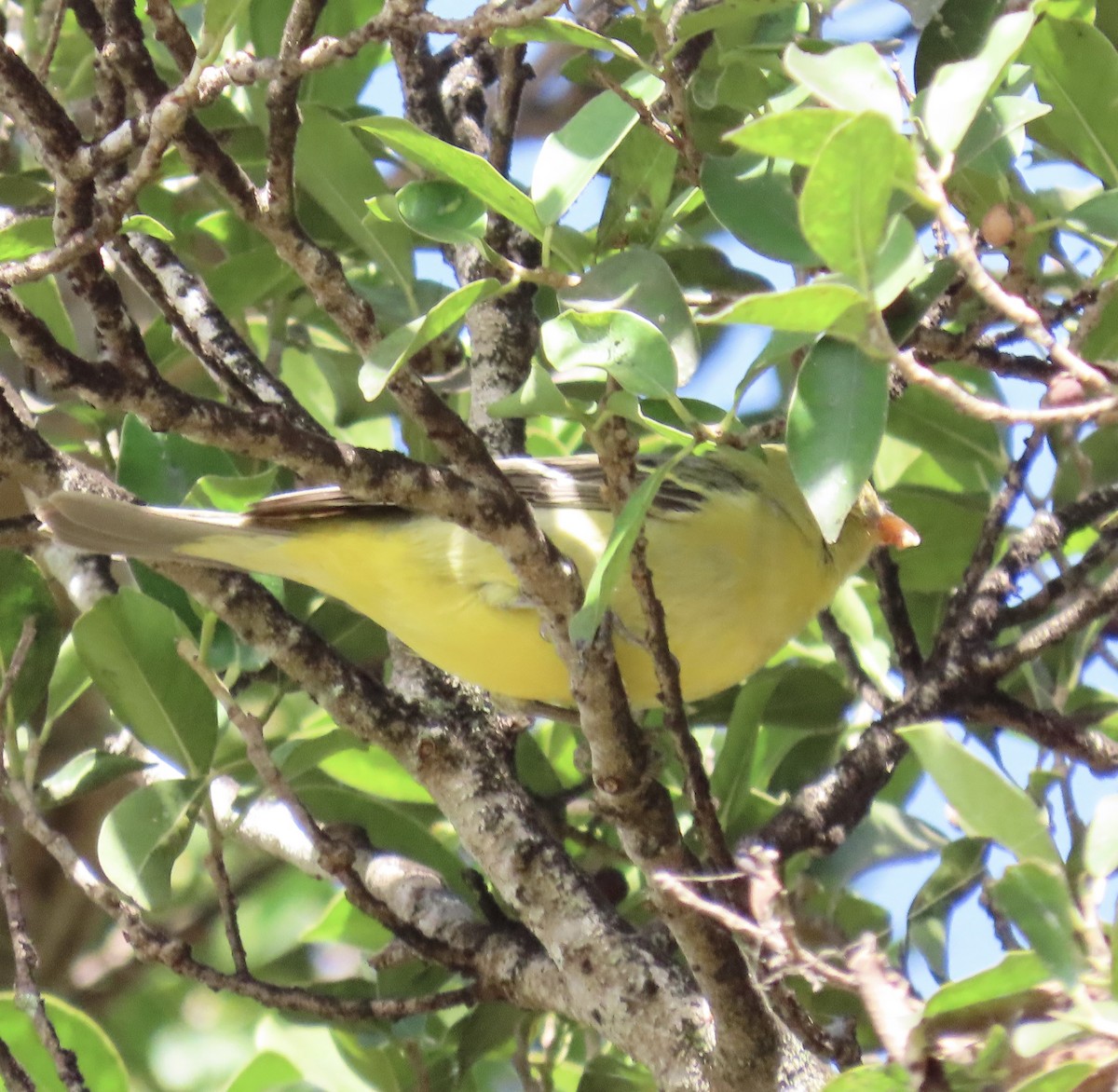 Western Tanager - ML646002891