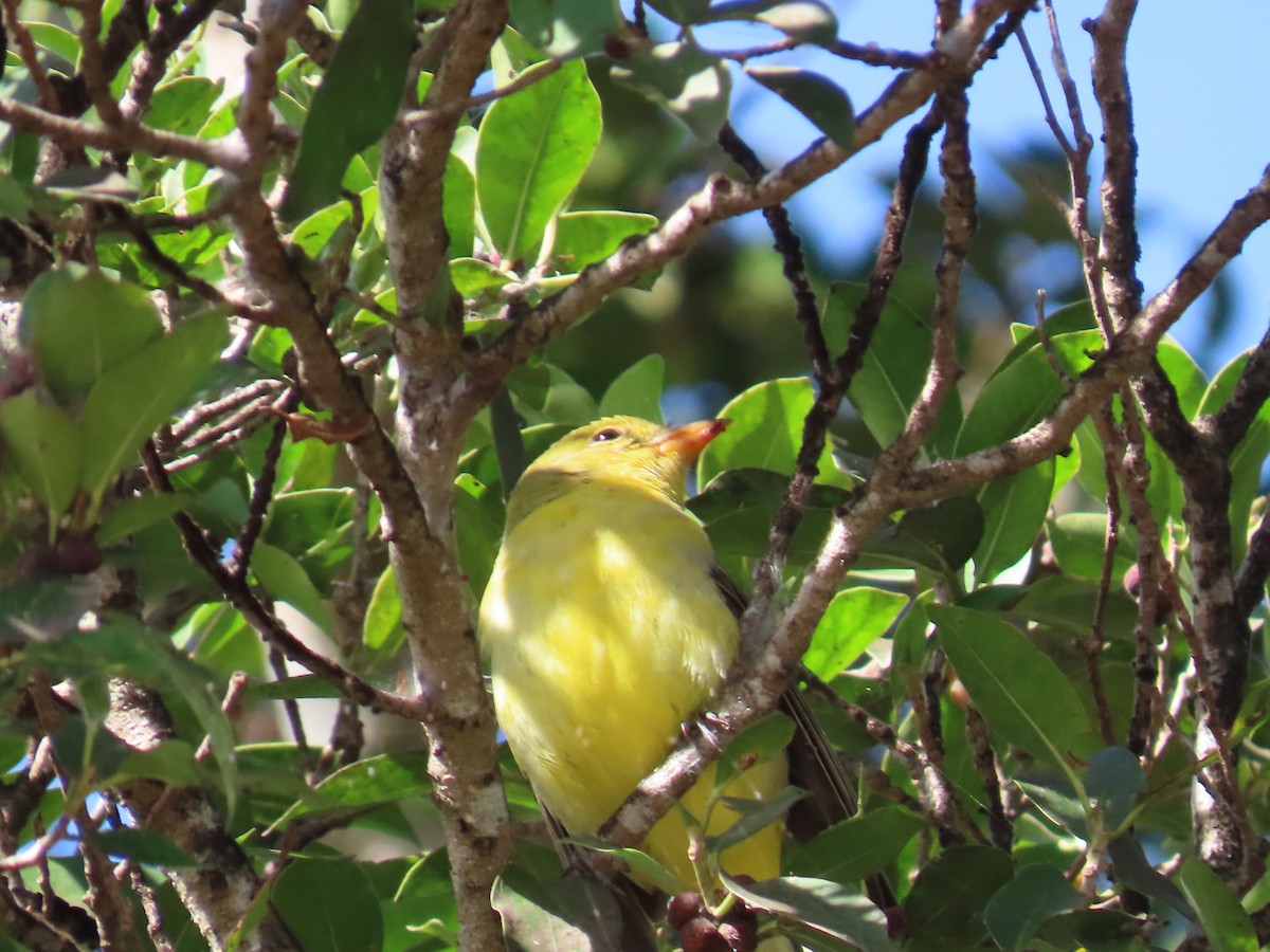 Western Tanager - ML646002892