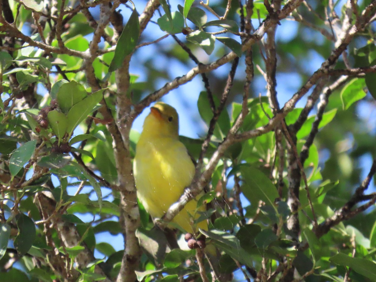 Western Tanager - ML646002893