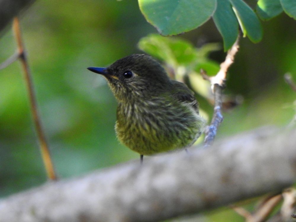 Оливковый тираннчик - ML646002896