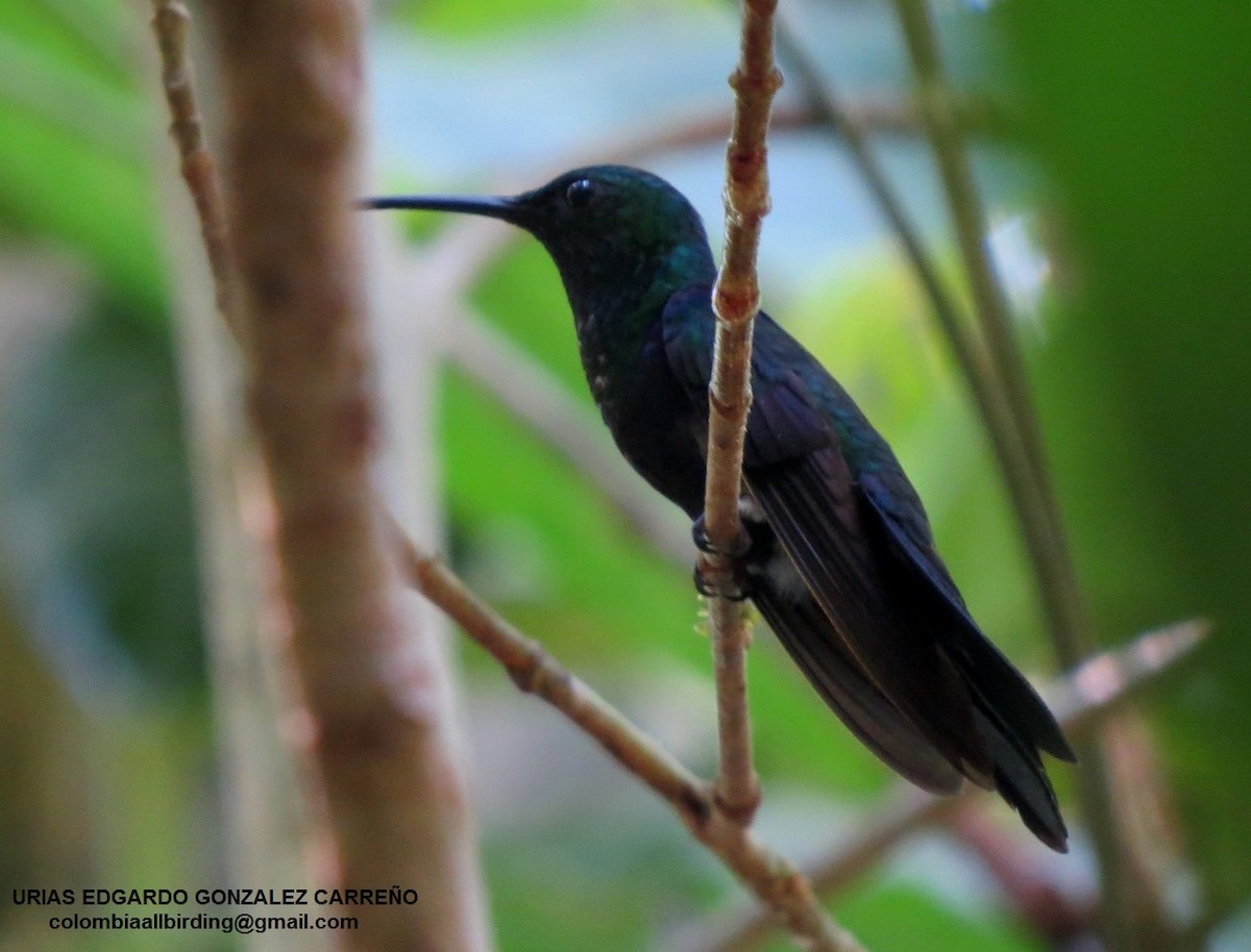 Çatal Kuyruklu Ormanperisi - ML646002897