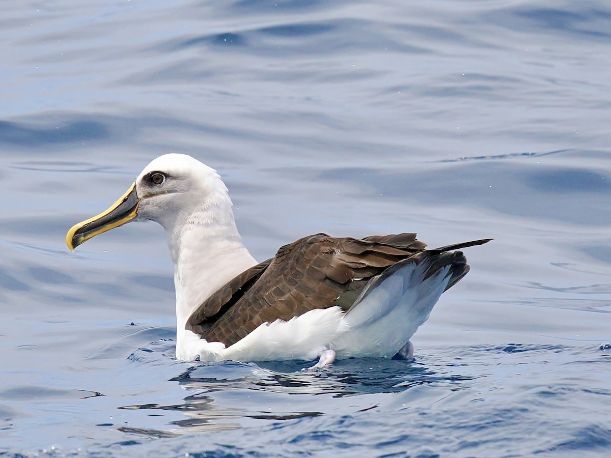 Buller's Albatross - ML646002905