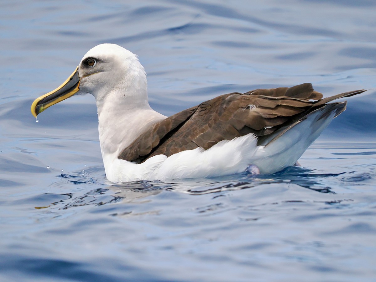 Buller's Albatross - ML646002906