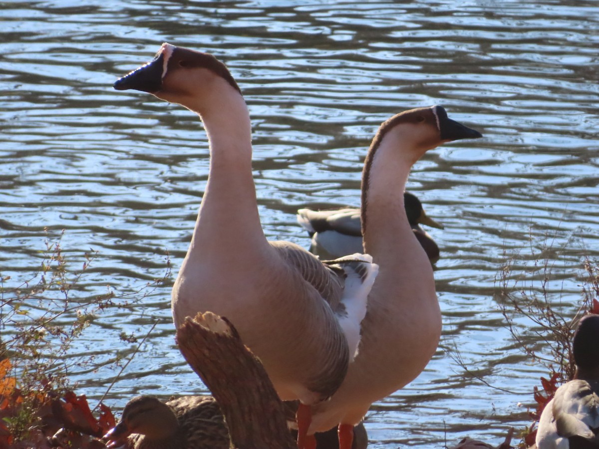 husa labutí (domestikovaná) - ML646002909