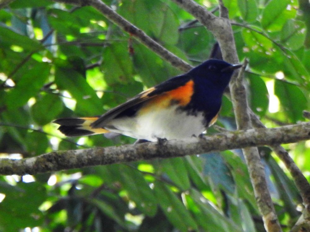 American Redstart - ML646002910