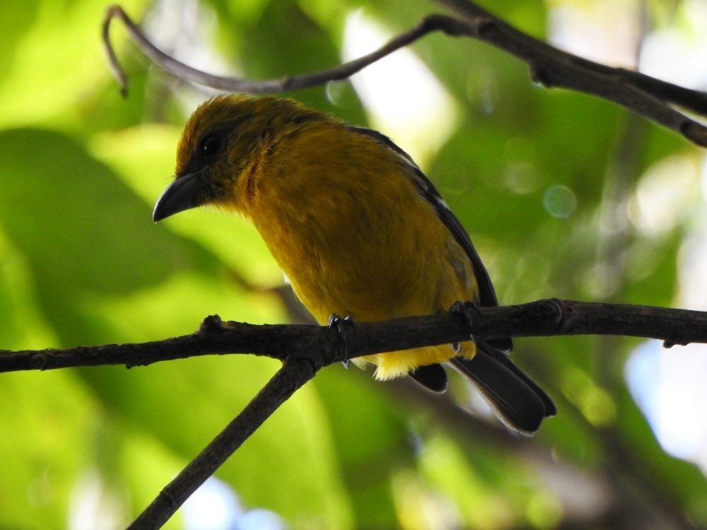 White-winged Tanager - ML646002927