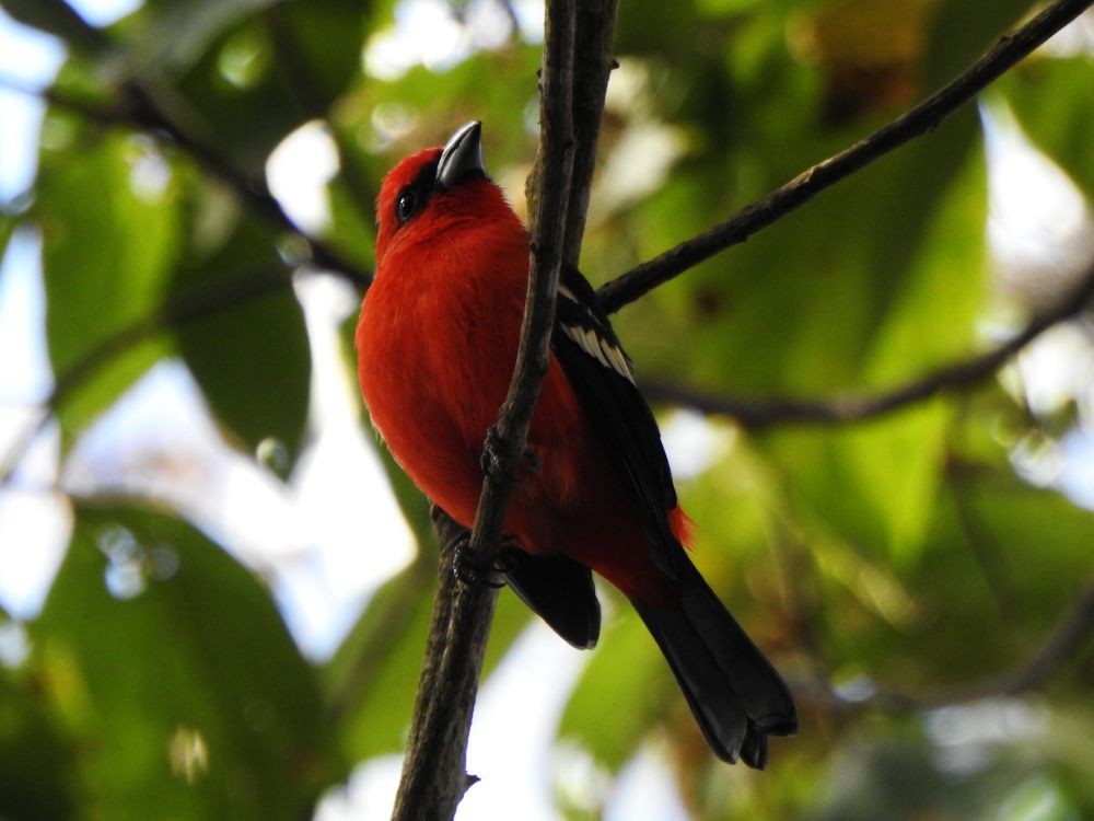 White-winged Tanager - ML646002931