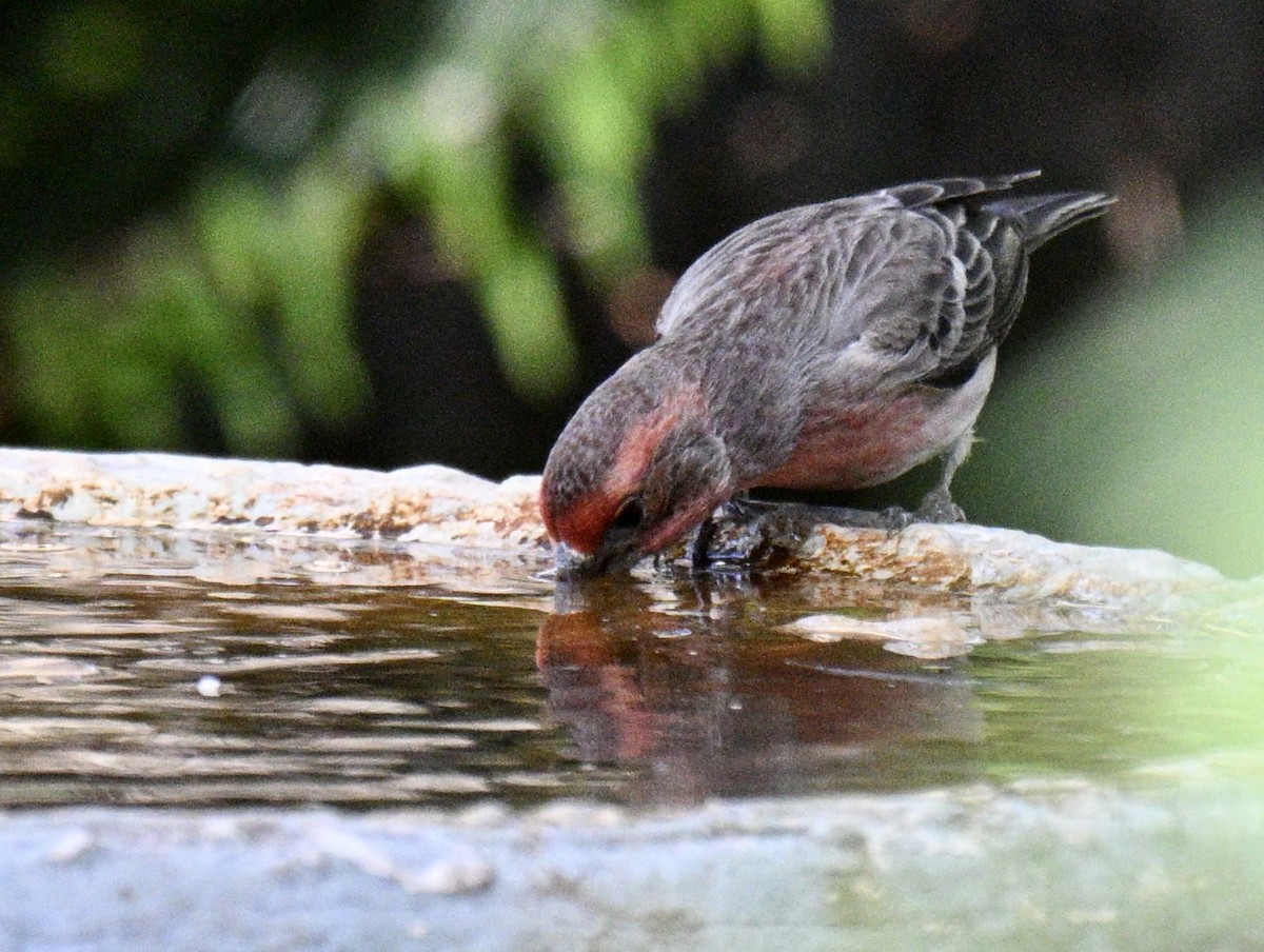 House Finch - ML646002941