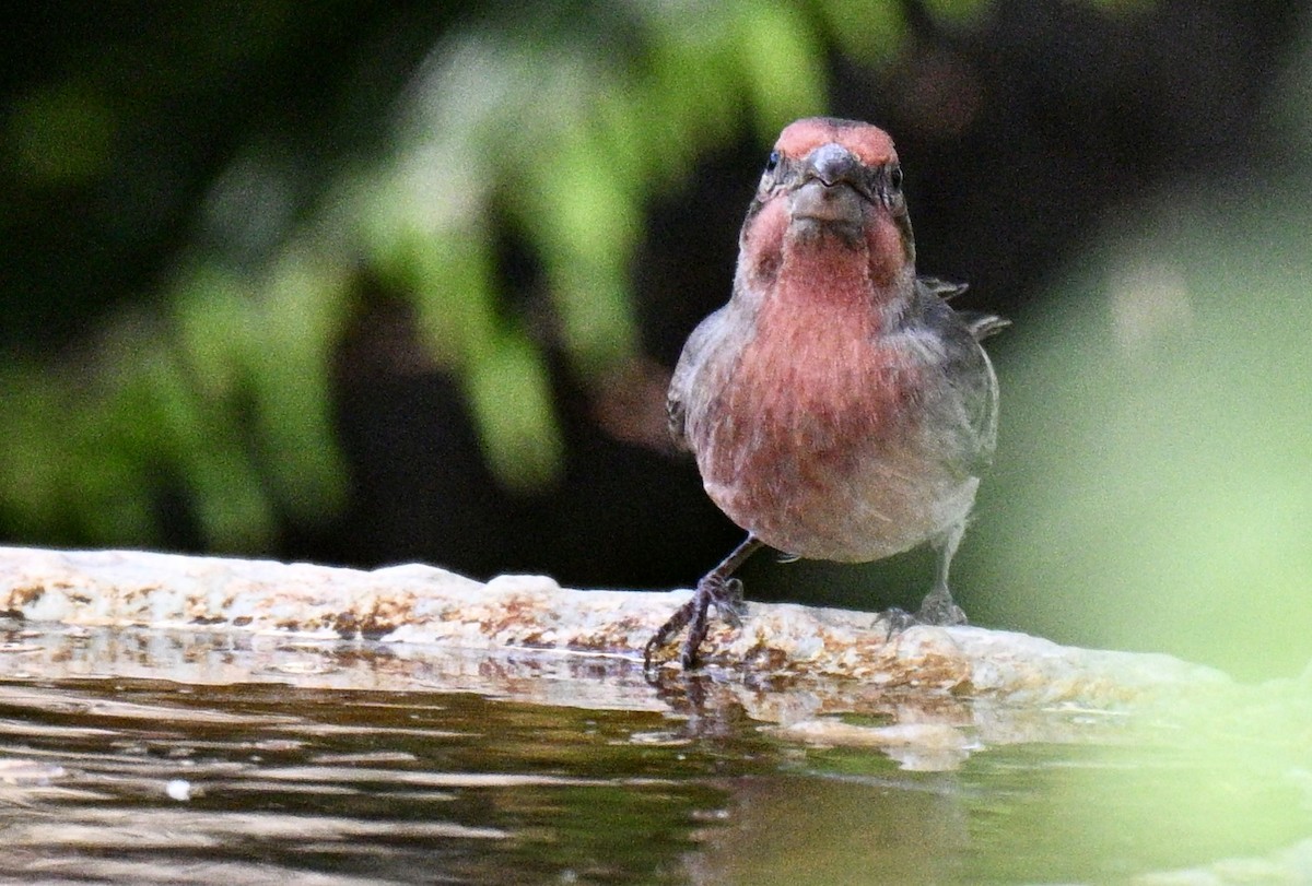 House Finch - ML646002942