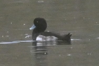 Tufted Duck - ML646002956