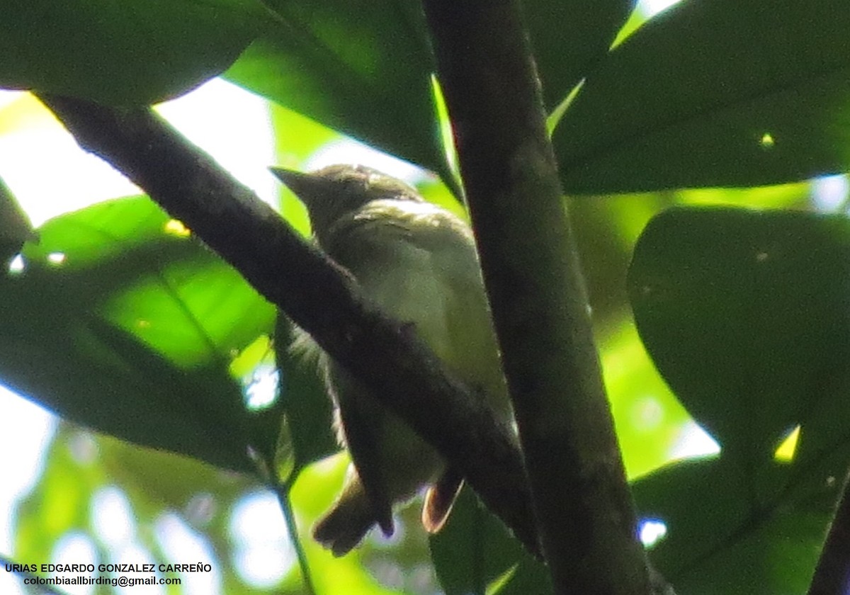 Dwarf Tyrant-Manakin - ML646002957