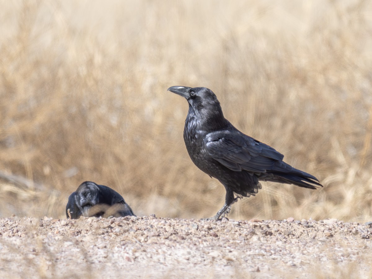 krkavec mexický - ML646002958