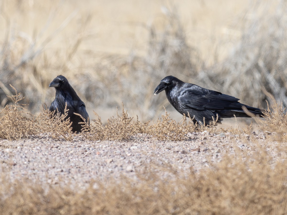 krkavec mexický - ML646002959