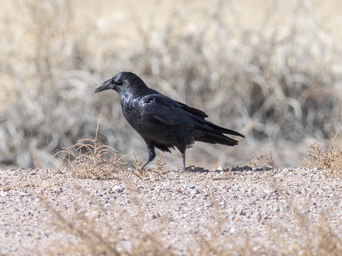 krkavec mexický - ML646002960