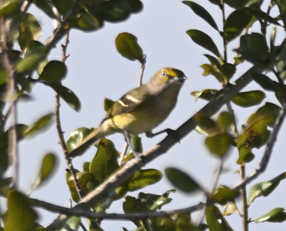 Weißaugenvireo - ML646002966