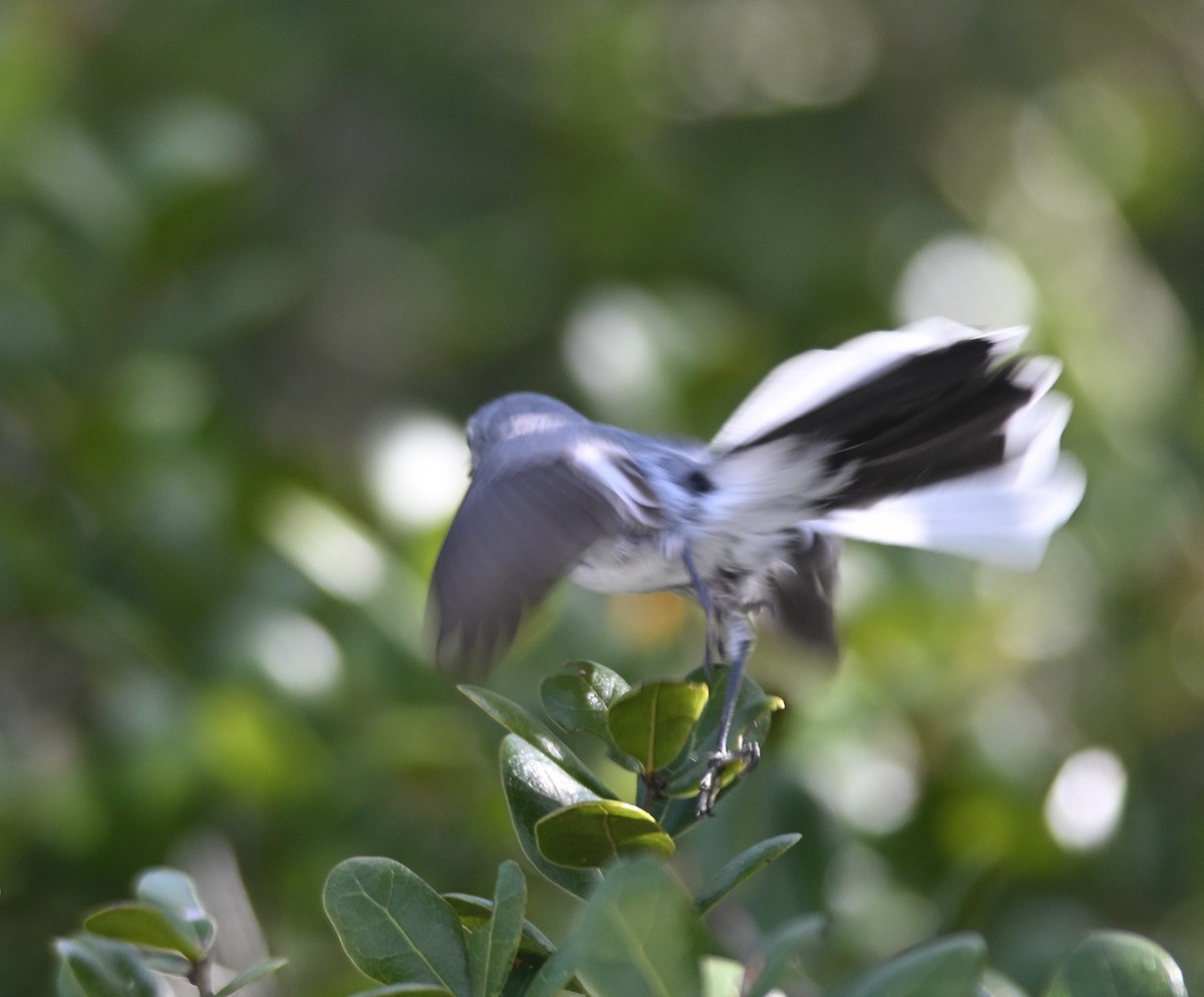 Blue-gray Gnatcatcher - ML646002973