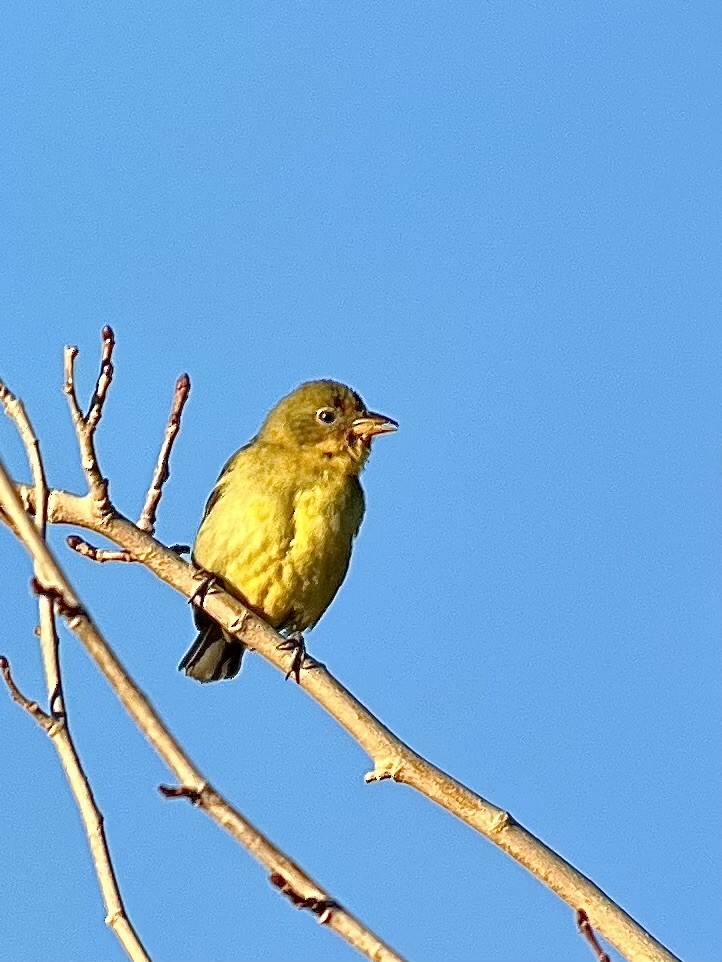 Western Tanager - ML646002979