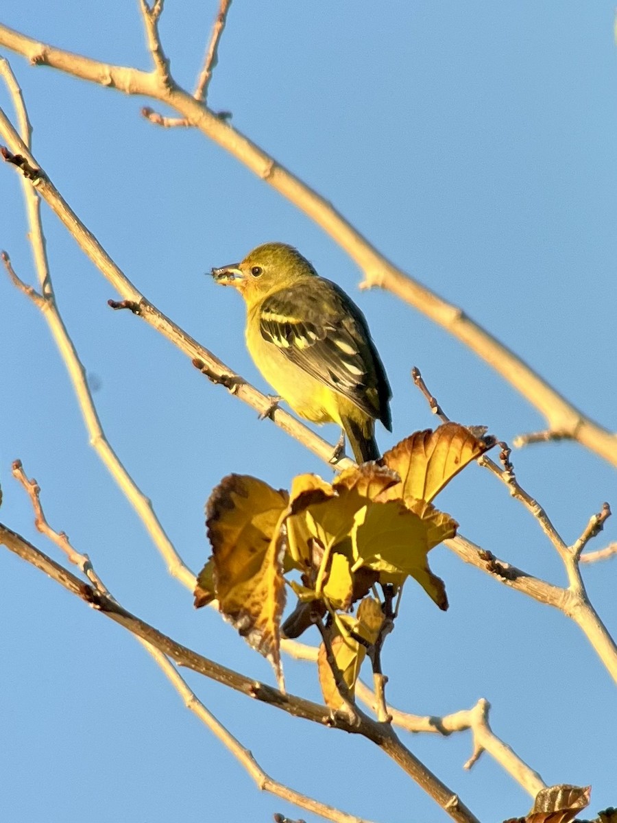 Western Tanager - ML646002980