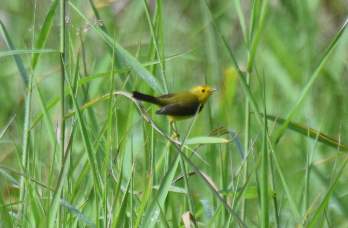 Wilson's Warbler - ML646002987