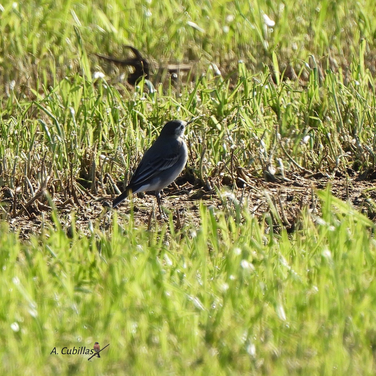 White Wagtail (British) - ML646002988