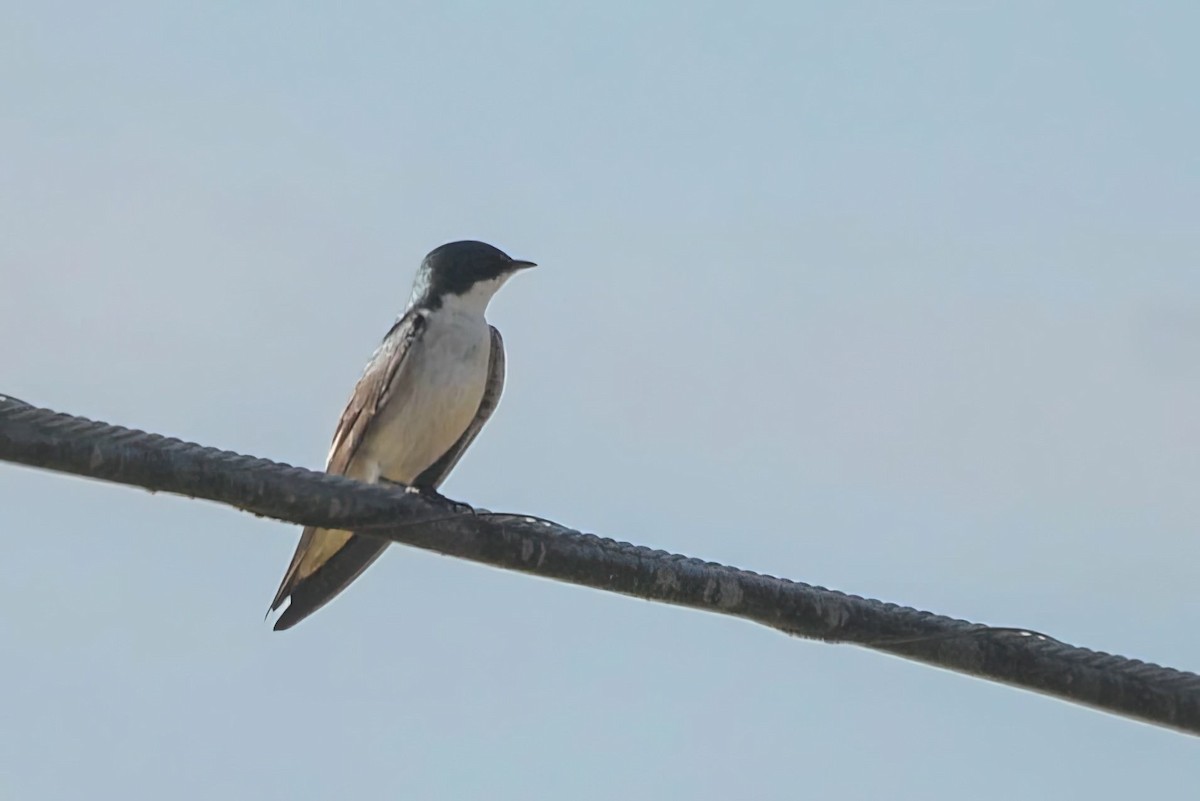 Mangrove Swallow - ML646002990