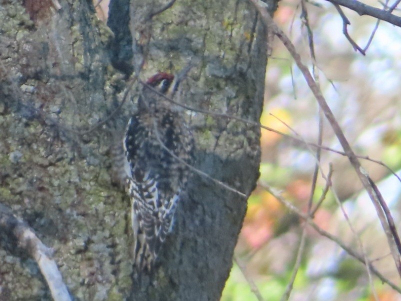 Gelbbauch-Saftlecker - ML646002991