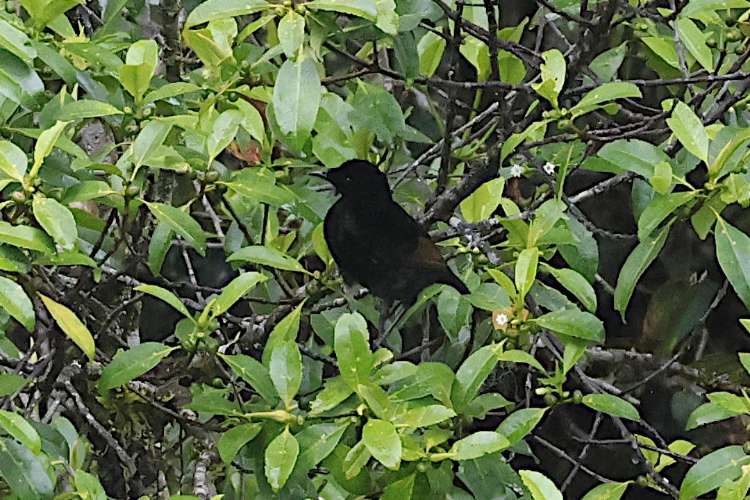 Loria's Satinbird - ML646002993