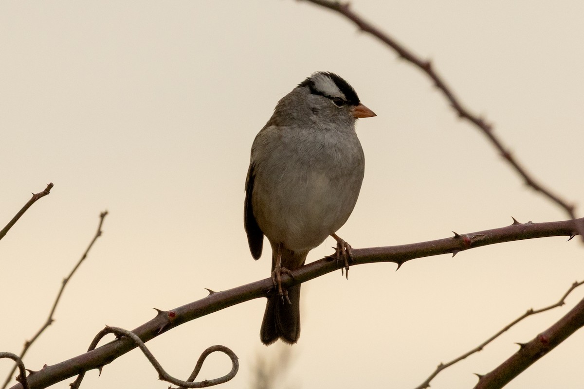 White-crowned Sparrow (Dark-lored) - ML646003003