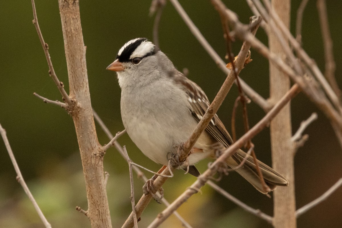 White-crowned Sparrow (Dark-lored) - ML646003004