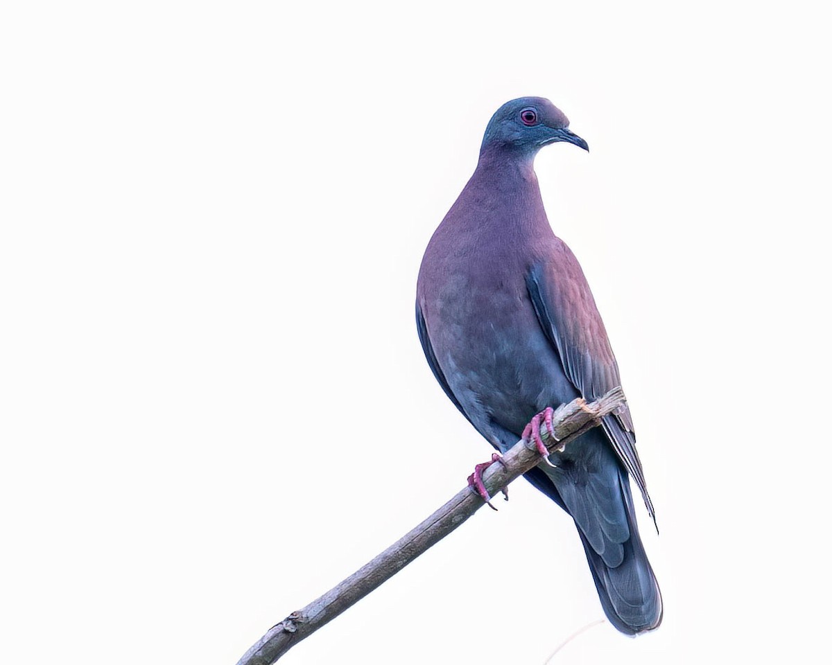 Paloma Colorada - ML646003007