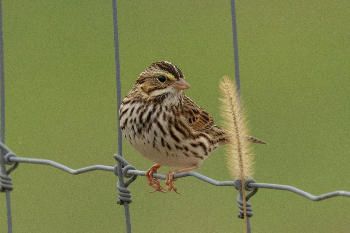 Savannah Sparrow (Savannah) - ML646003009