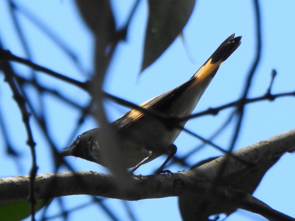 American Redstart - ML646003014