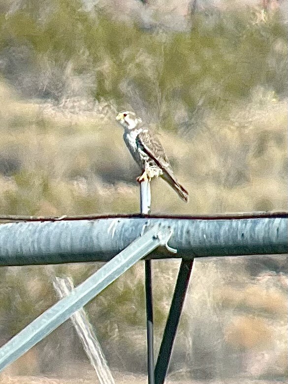 Prairie Falcon - ML646003015