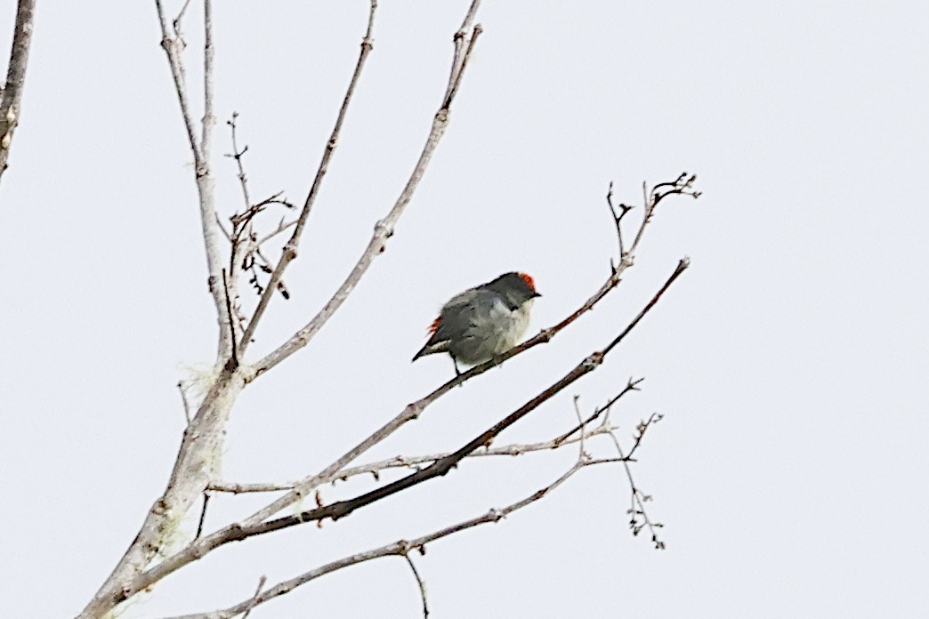 Квіткоїд папуанський - ML646003020