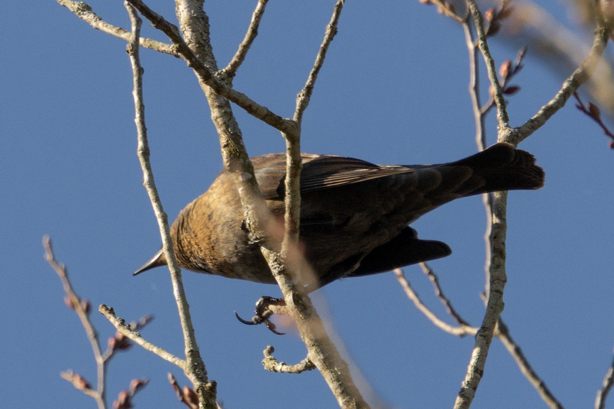Rusty Blackbird - ML646003027