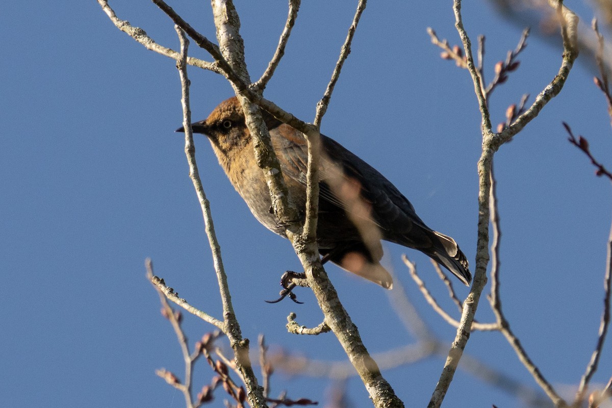 Rusty Blackbird - ML646003028