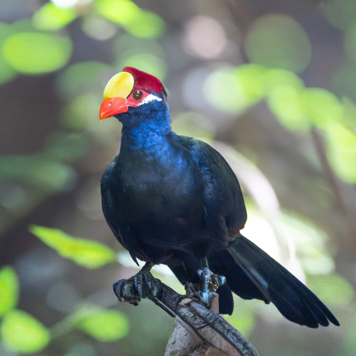 Violet Turaco - ML646003030
