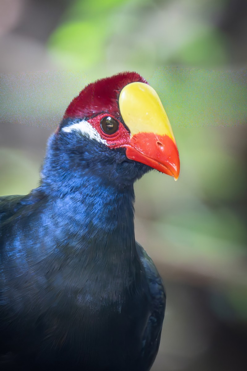 Violet Turaco - ML646003033