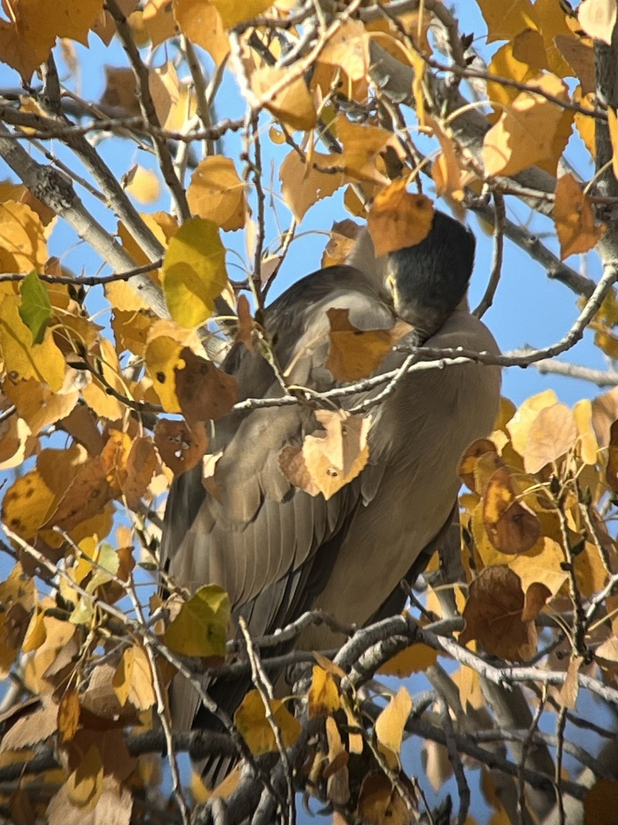 Black-crowned Night Heron - ML646003037